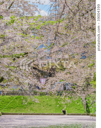 Landscape of Mizubori of Hirosaki Castle in spring Landscape of Mizubori of Hirosaki Castle in spring 39004399