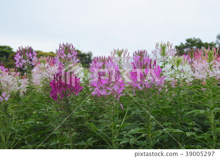  Cleome 39005297