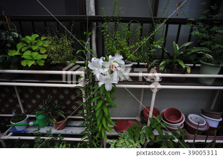 百合 39005311