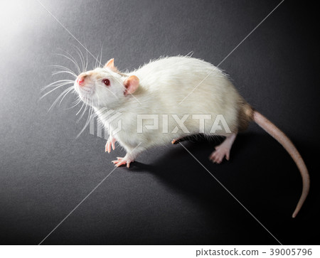 animal white rat 39005796