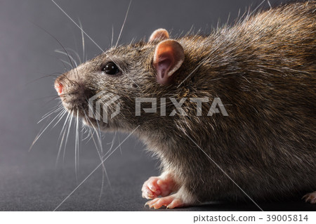 animal gray rat 39005814