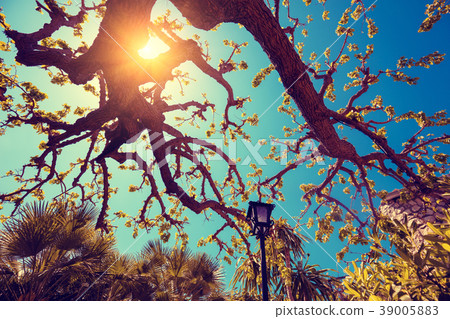Branch of a fig tree against the blue sky Branch of a fig tree against the blue sky 39005883