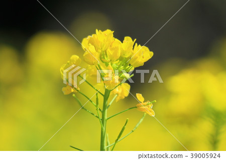 強姦在市中心開花 39005924