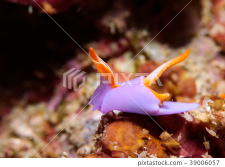  Murasaki燈籠 39006057