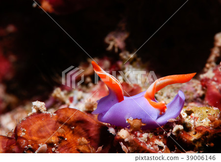 Murasaki lantern Murasaki lantern 39006146