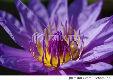 Tropical Water Lily Water Lily Director G Moore 39006267