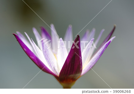 鮮花盛開 鮮花盛開 39006268