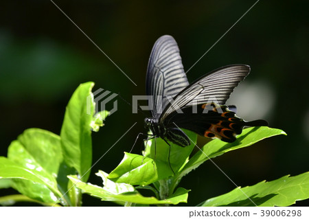 Protenor德米特里克拉默 Protenor德米特里克拉默 39006298