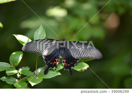 Protenor德米特里克拉默 39006299