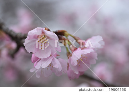 Sakura (Ookan Sakura) Sakura (Ookan Sakura) 39006368