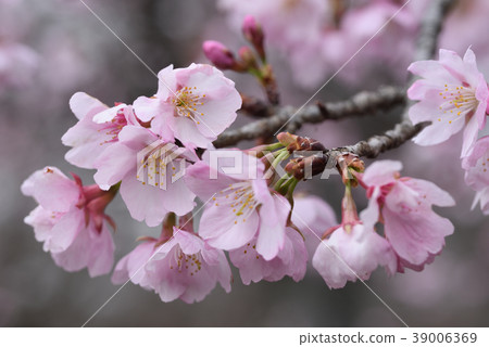 櫻花（大阪櫻） 39006369