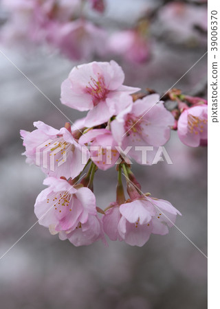 櫻花(大阪櫻) 櫻花(大阪櫻) 39006370