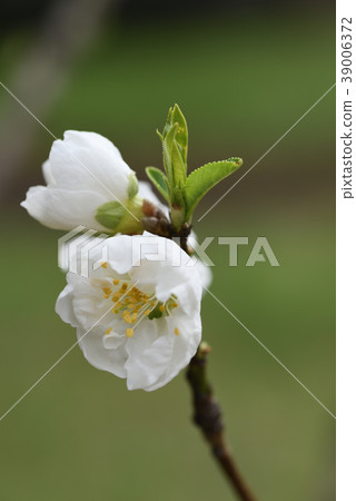 Hanamomo（Seki白） 39006372