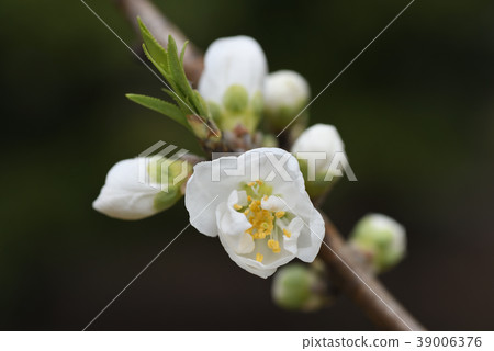 Hanamomo (Seki white) Hanamomo (Seki white) 39006376