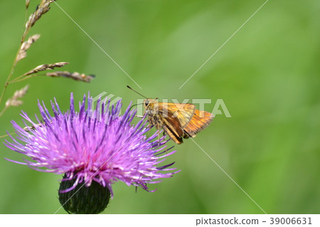 Coquimarasacera Coquimarasacera 39006631