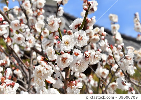 White plum White plum 39006709