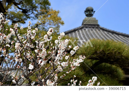White plum 39006715