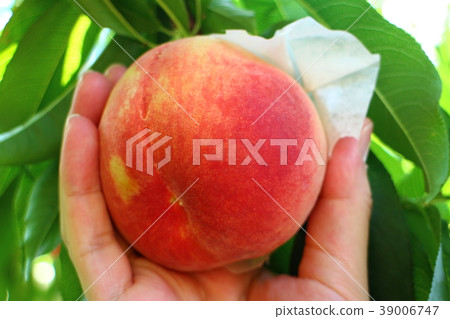 Male hand picking peaches July 2017 39006747