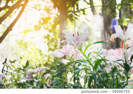 Beautiful white lily flower in botanic garden 39006750