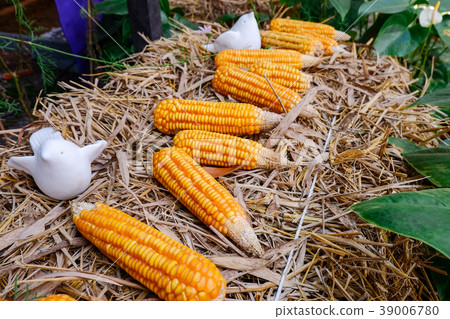 Ripe dried corn on dry rice tree. 39006780