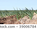 Onion farm 39006784