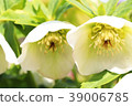 Christmas rose 39006785