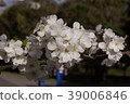 Cherry season walking 39006846