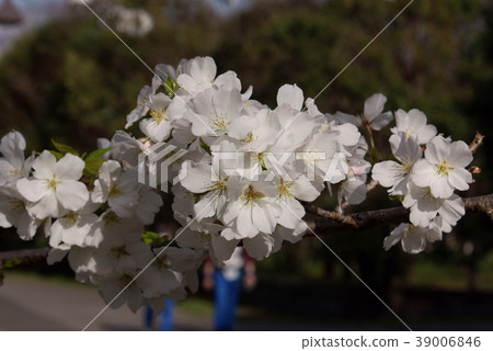 Cherry season walking Cherry season walking 39006846