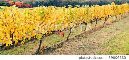 Yellow grape vines in autumn Yellow grape vines in autumn 39006880