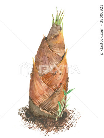 竹筍 竹筍 39006923