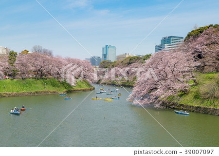 View of massive cherry blossom in Tokyo, Japan View of massive cherry blossom in Tokyo, Japan 39007097