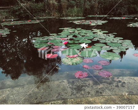 Lotus leaf and lotus flower floating on water Lotus leaf and lotus flower floating on water 39007157