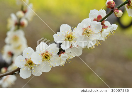 Plum blossom Plum blossom 39007386