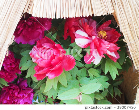 冷牡丹 冷牡丹 39007450