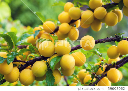 Branch of yellow plum in orchard 39008062