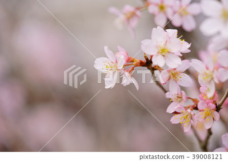 櫻花 櫻花 39008121