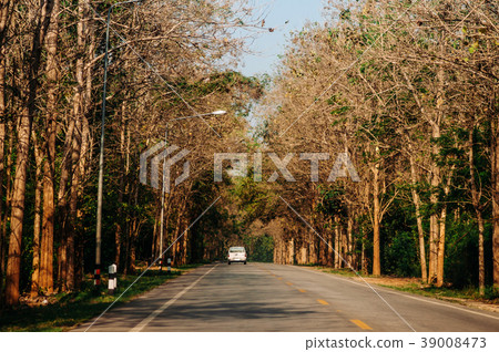 Highway road big tree along both side, warm light 39008473