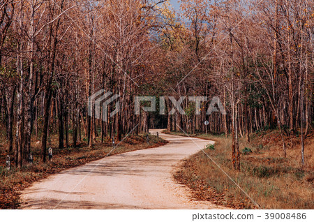Forest road big tree along both side, warm light 39008486