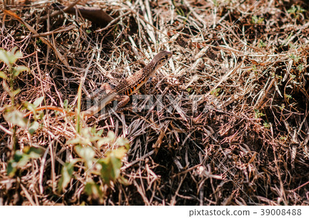 Butterfly Agama Lizard (Leiolepis Cuvier) Butterfly Agama Lizard (Leiolepis Cuvier) 39008488