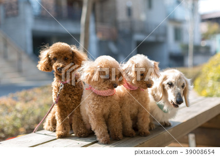 Pet walk Pet walk 39008654