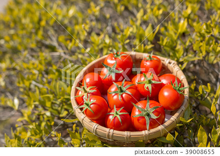 Amera tomato Amera tomato 39008655