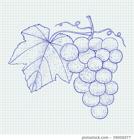 Grapes. Hand drawn sketch. Vector illustration on Grapes. Hand drawn sketch. Vector illustration on 39008977