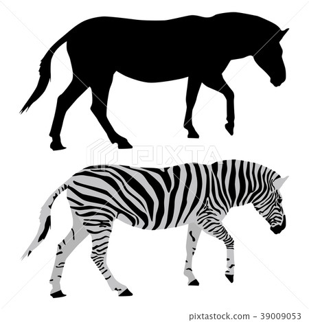 Zebra. Black and colored drawings Zebra. Black and colored drawings 39009053