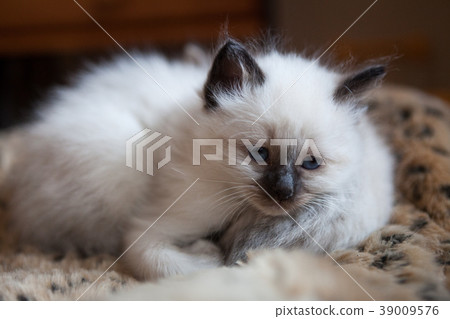 Sacred Birman kitten 39009576