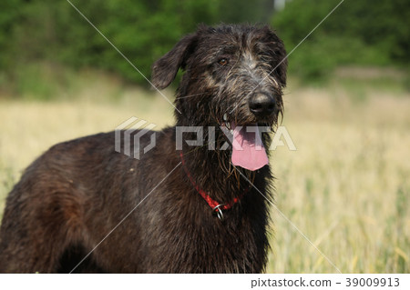 Amazing irish wolfhound standing alone 39009913