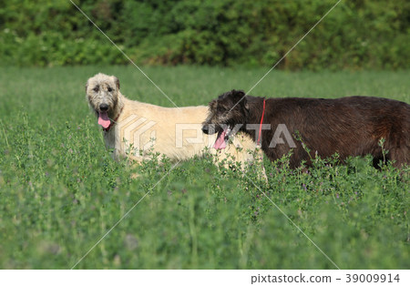Amazing irish wolfhound in nature 39009914