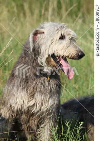 Portrait of amazing irish wolfhound 39009917