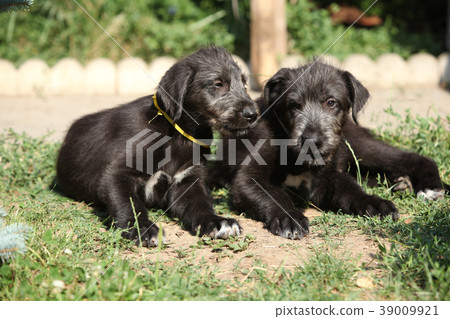 Amazing puppies of irish wolfhound Amazing puppies of irish wolfhound 39009921