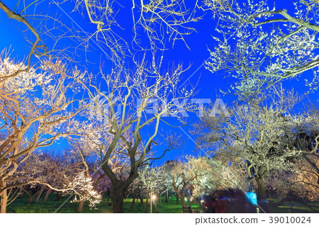 美圖的梅花節點亮了 美圖的梅花節點亮了 39010024