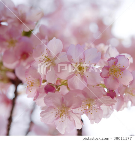河津櫻花 39011177